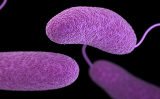 Vibrio illustration